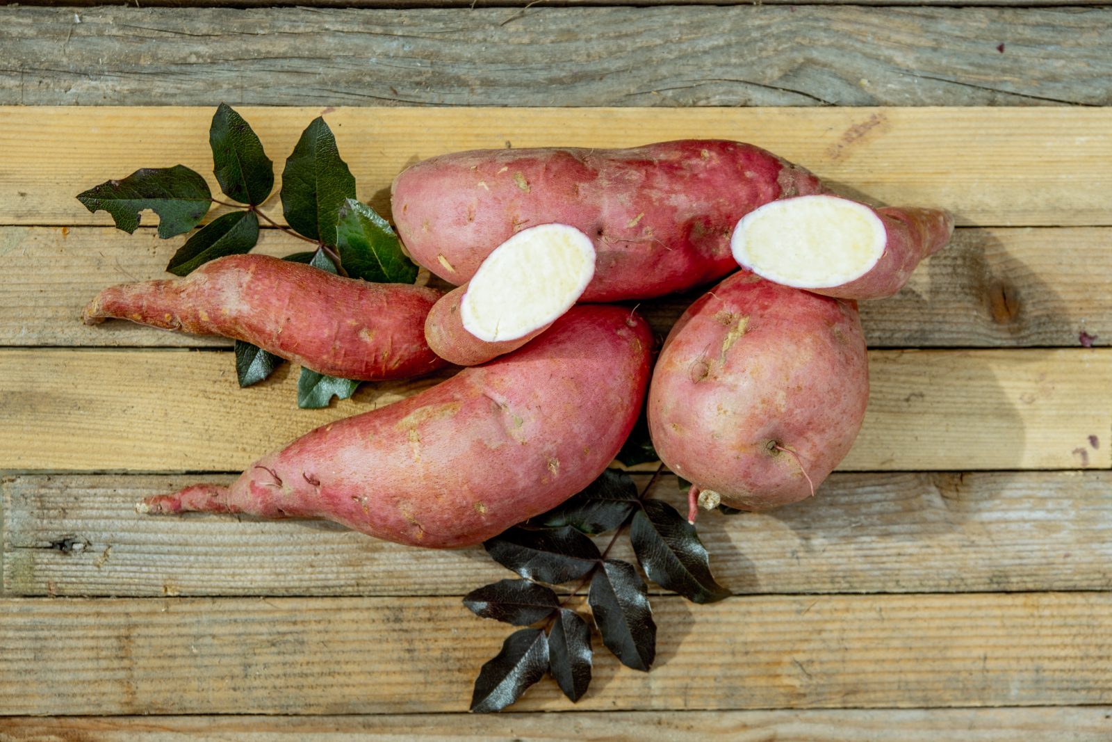 Slavonski Batat Bijeli
