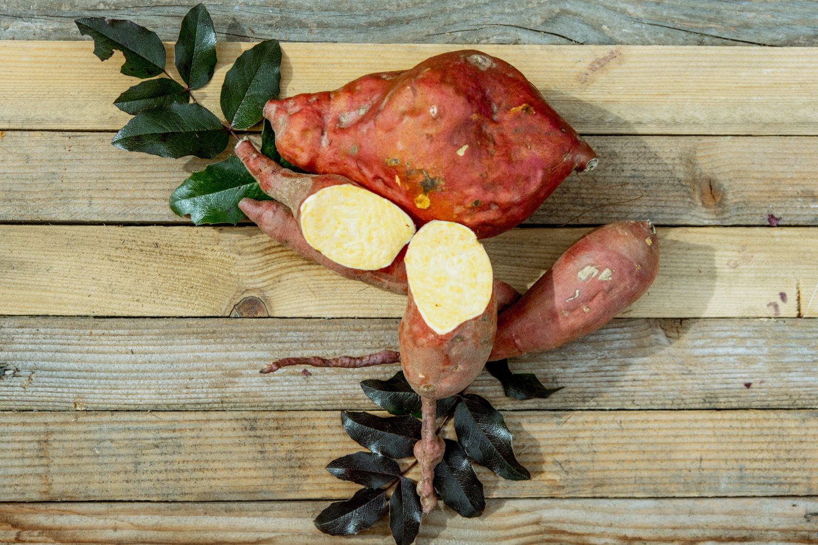 Sadnice Batata