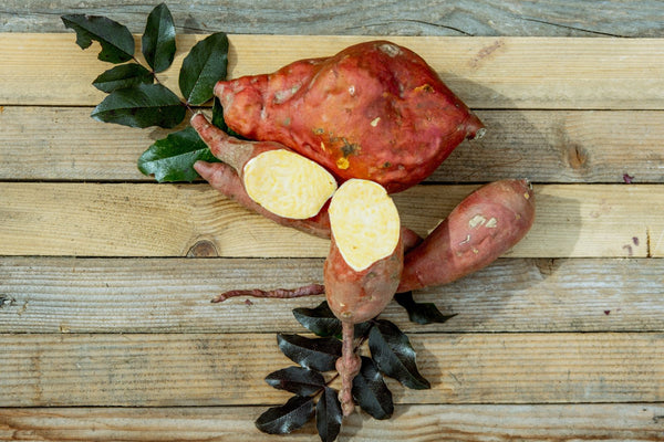Sadnice Batata