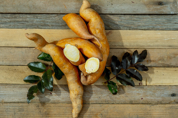 Sadnice Batata
