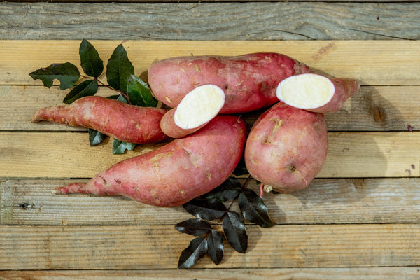 Sadnice Batata